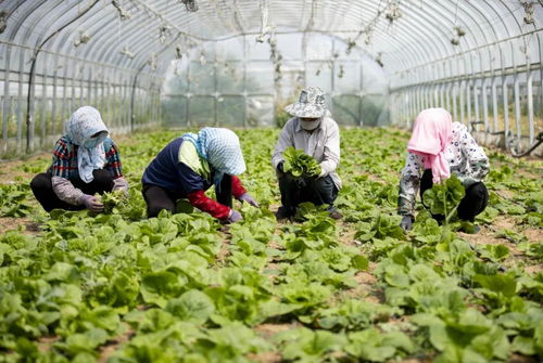 五大兜底收入與農(nóng)業(yè)技術(shù)研究 鄉(xiāng)村振興戰(zhàn)略下的農(nóng)民增收路徑