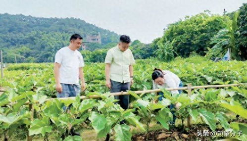仲愷農(nóng)業(yè)工程學(xué)院科技特派員團隊為肇慶農(nóng)業(yè)產(chǎn)業(yè)發(fā)展把脈開方