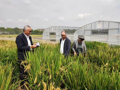 滬滇協作促發展 馬國華育種團隊赴浦東農技中心考察交流
