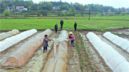 農(nóng)技專(zhuān)家田間送暖 科學(xué)應(yīng)對(duì)低溫保春苗